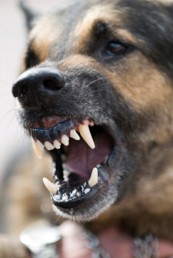 Hesperia CA Dog Bite Injury Attorney