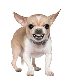 Front view of angry Chihuahua growling, standing.