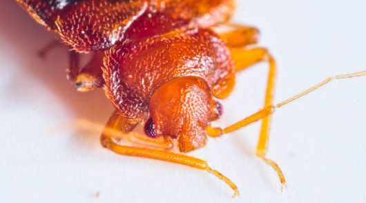 Can You Sue Your Landlord for Bed Bugs?