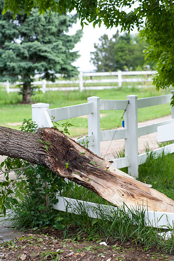 Injured by a Tree? You Could Have a Personal Injury Claim