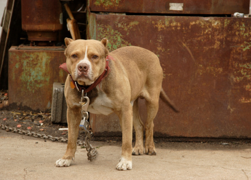 Detroit Case Underscores Responsibility Owners Have for Pets’ Actions