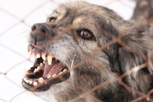 The Three Types of Dog Bite Liability Law 