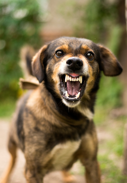 If You’ve Been Bit by a Dog in California Then You May Have a Personal Injury Case 