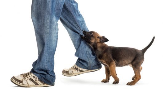 Not Every Dog Bite Has Grounds for a Personal Injury Case: Does Yours? 