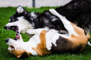 Dog Bites Don’t Just Affect People: Learn How to Protect Your Dog