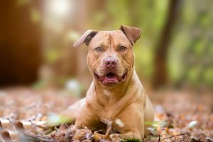Pit Bulls Get a Bad Rap for Causing Many Dog Bites But is This a Fair Assessment? 