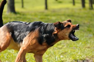 Which is Right for Your Case? Criminal or Civil Charges After a Dog Bite