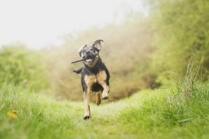 The Centers for Disease Control and Prevention Releases Study Regarding Fall-Related Injuries Caused by Pets