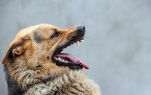 4 Steps to Take Following a Dog Bite Accident in California
