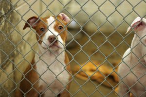 Dog Bites at Animal Shelters Happen More Than You Think: Learn How to Protect Yourself