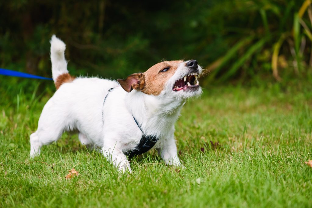 7 Ways a Personal Injury Attorney Can Help You After a Dog Bite in California