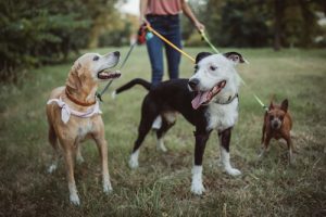 Learn How to Stay Safe When Working as a Dog Walker in California