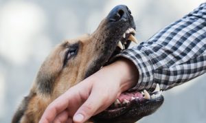 Do You Need to Hire a Dog Bite Attorney? Learn How They Might Be Able to Help You Win Your Case
