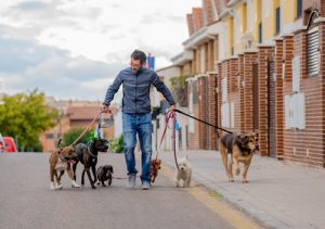 Help for Dog Walkers in California: Do You Know What Your Rights Are if You Are Bitten by a Dog?