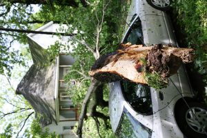 Were You Injured by a Tree on Someone Else’s Property? The Owner Might Be Liable for Your Injuries 