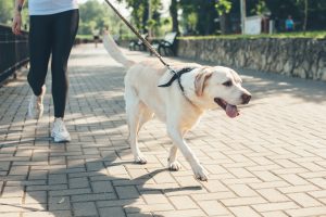 Dog Bite Cases Are Not Always Simple: Learn Who Can Be Found Liable When a Dog Bites While Being Handled by a Dog Walker