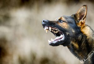 Answers to Common Questions About Dog Attacks in Rancho Cucamonga
