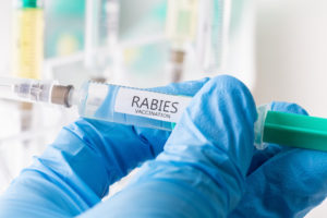 A Potential Side Effect of a Dog Bite That Can Be Quite Expensive: Rabies