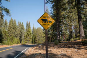 Are You Surprised to Learn Just How Many California Vehicle Accidents Involve Wildlife?