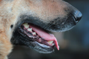 There Are Three Types of Dog Bite Legislation in the United States: Learn Which One California Follows