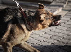 Get the Answers You Need to Questions About Dog Bite Liability in California